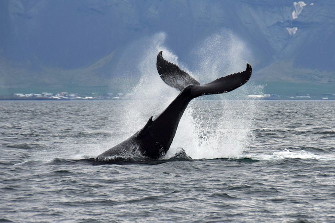 Whale-Watching Boat Tour With Expert Guide From Reykjavik - Directions