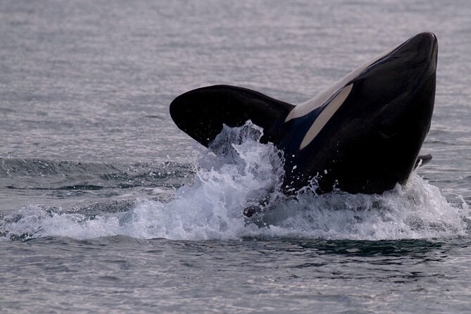 Whale Watching Cruise With Expert Naturalists - Customer Experiences and Reviews