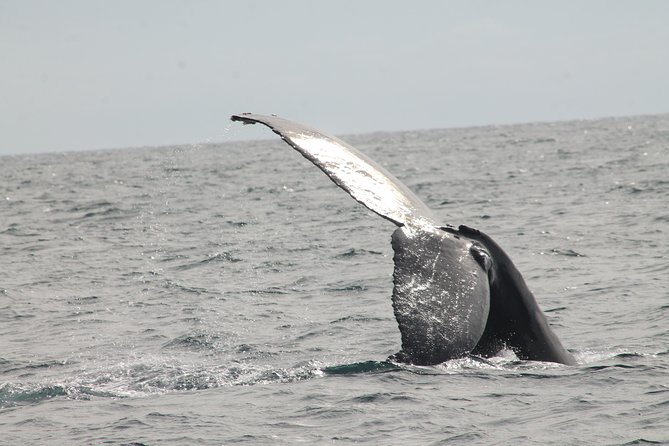 Whale Watching Dinner Cruise in Cabo San Lucas - Whale Watching Highlights