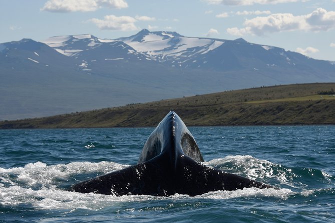 Whale Watching From the Heart of Akureyri - Common questions