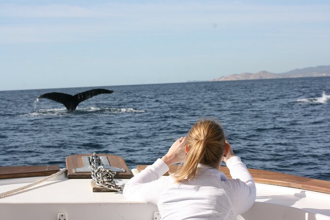 Whale Watching Group Tour in San Jose Del Cabo - Snacks, Transportation, and Equipment