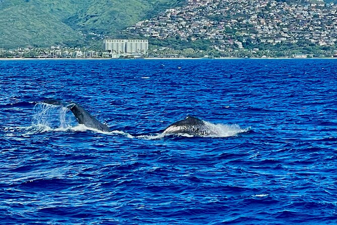 Whale Watching & Late Breakfast Cruise in Honolulu - Tour Logistics and Last Words