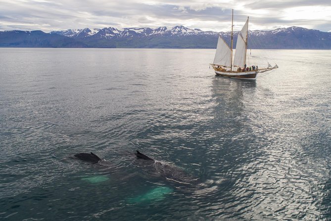 Whale Watching on a Traditional Oak Sailing Ship From Husavik - What to Expect