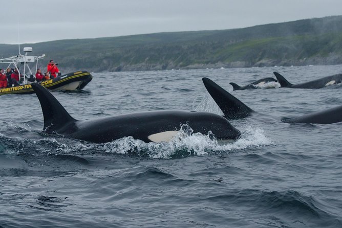 Whale Watching Tour by Zodiac and Tow N Go Kayak With 2-Nights Accomm. Package - Booking Details
