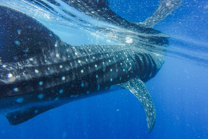Whale Watching Tour From Galle, Unawatuna, Koggala, Weligama, - Additional Details