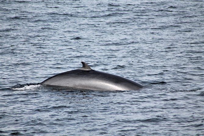 Whale Watching Tour With Professional Guide From Reykjavik - Customer Reviews and Photography Tips