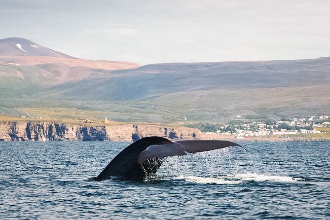 Whales and Puffins Tour From Husavik - Customer Reviews and Recommendations