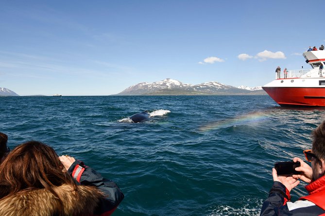 Whales, Eyjafjörður and Akureyri by RIB - Common questions