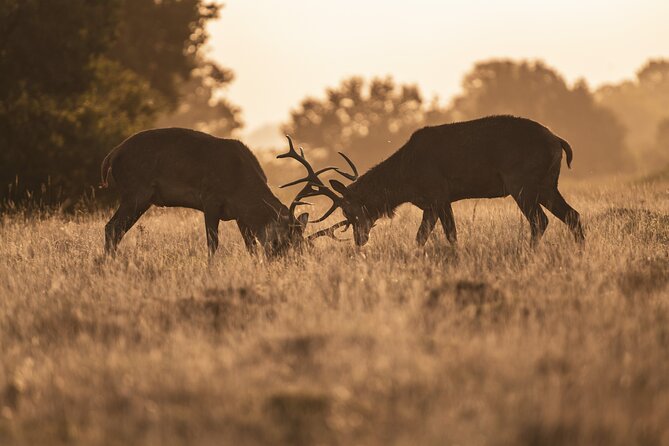 Wildlife Photography Workshop in Richmond Park in London - Workshop Experience