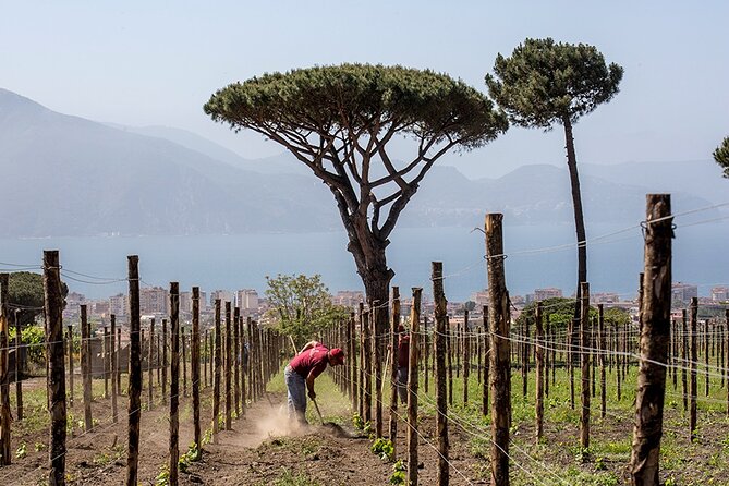 Wine Tasting on the Slopes of Vesuvius From Naples With Lunch - Cancellation Policy