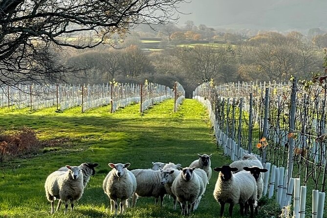 Wine Tasting Tour in Sussex by Bike or Car! (Self-Guided) - Common questions