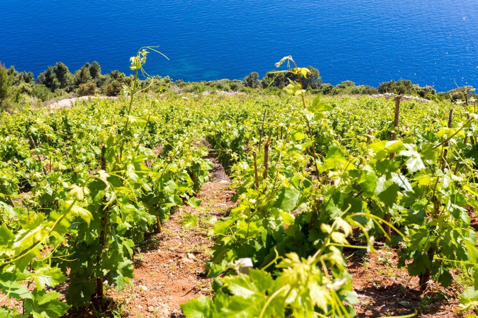 Winetasting in Konavle Valley and Gastro Tour From Dubrovnik - Booking Details