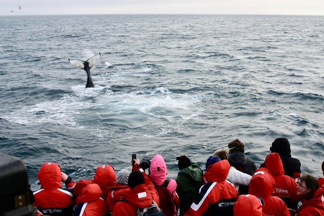 Winter Whale Watching & Northern Lights Cruise Combo From Reykjavik - Contact and Booking Information