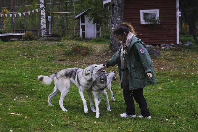 Wolfdog Farm Visit in the Arctic Wilderness (Mar ) - Additional Information