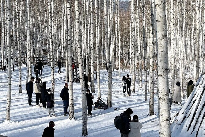 Wondae-ri Birch Forest and In-je Maebawi Icewall Full Day Tour - Additional Tips