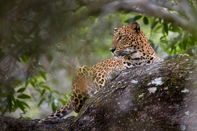 Yala Full Day Leopard Safari Tour With Picnic Lunch - Booking Information and Pricing