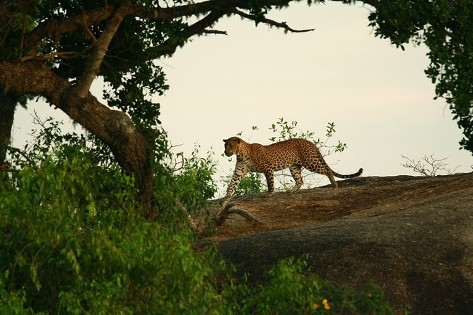 Yala National Park Safari Tour - 2 Nights 3 Days - Meal Inclusions