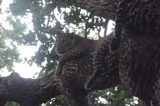 Yala National Park Special Leopard Safari Tour - Traveler Reviews