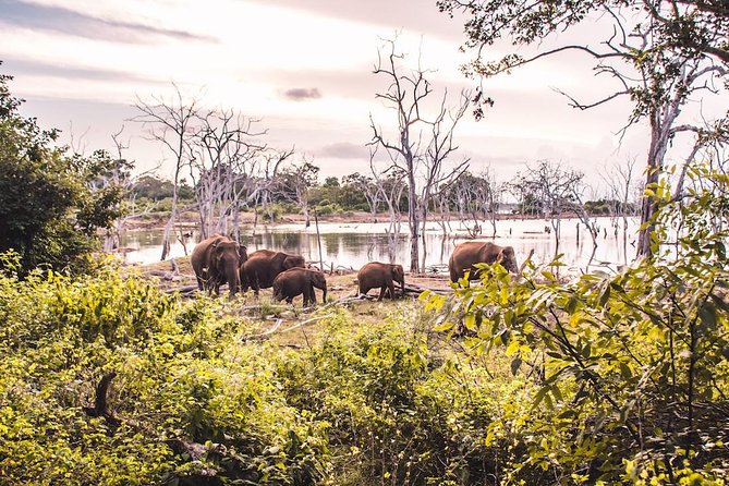 Yala Safari From Hambantota Port (Shore Excursion) by BTM - Traveler Reviews