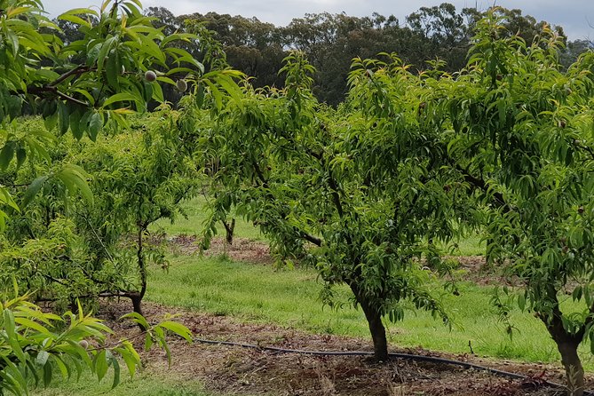 Yarra Valley Wineries and Rayners Orchard Tour From Melbourne - Booking Process