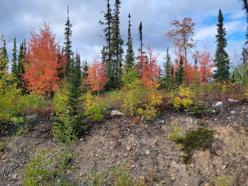 Yellowknife: Bison Highway Road Tour - Participant Requirements