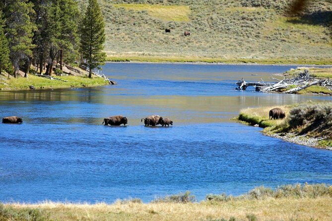 Yellowstone National Park Private Tour - Additional Information