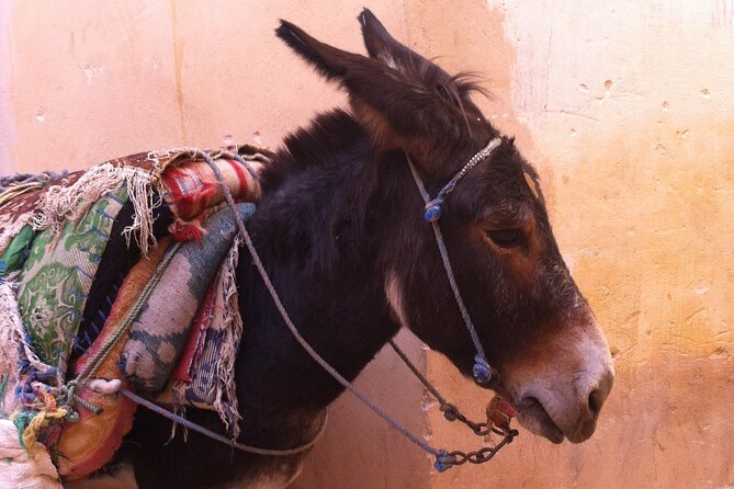 Your Own Morocco. Fes: A City Beyond The Imagination - Hidden Gems and Secret Spots