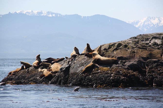 Zodiac Marine Wildlife Excursion From Victoria - Booking Information