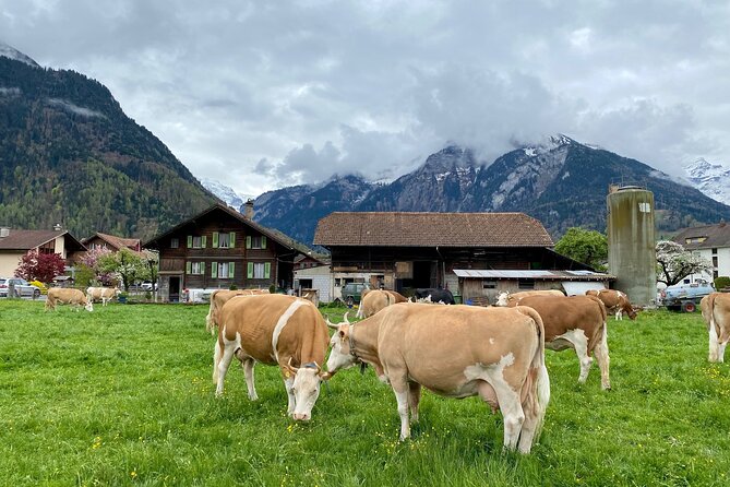 Zurich to Jungfrau Region Full-Day Private Tour - Highly Educated Local Swiss Guide