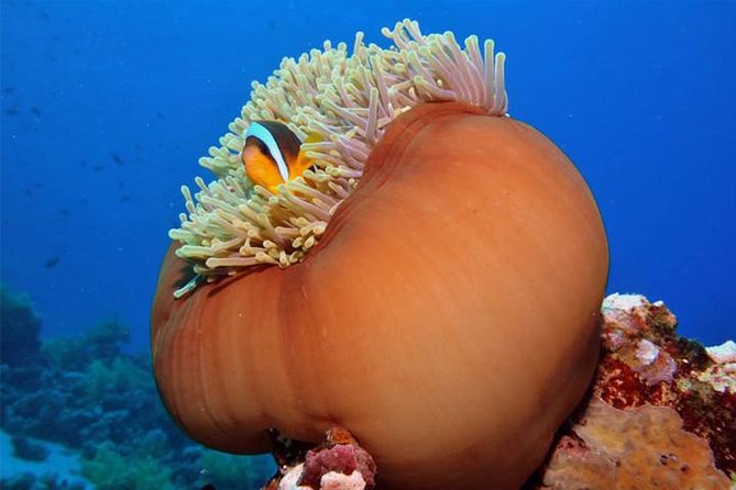 6 Dive Package at Ras Mohamed and Tiran Strait - Key Points
