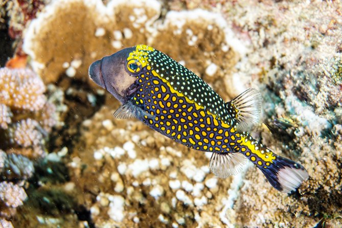 1/2 Day Tahaa Coral Garden - Departure Raiatea / Ideal for Cruise Passengers - Last Words