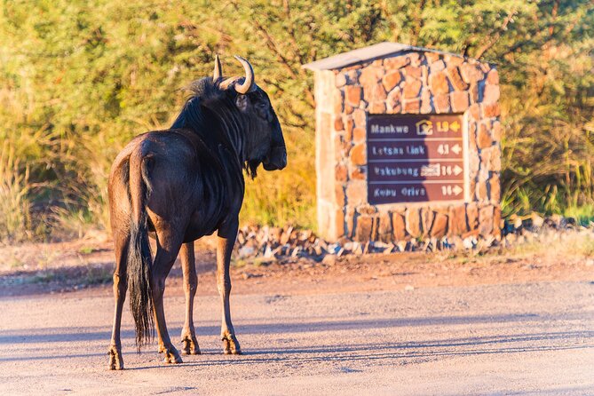 2 Day Pilanesberg Camping Safari - Customer Reviews