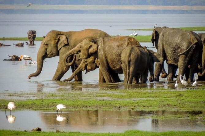 2 Days Private Tour of Sigiriya & Dambulla With Minneriya Safari - All Inclusive - Last Words