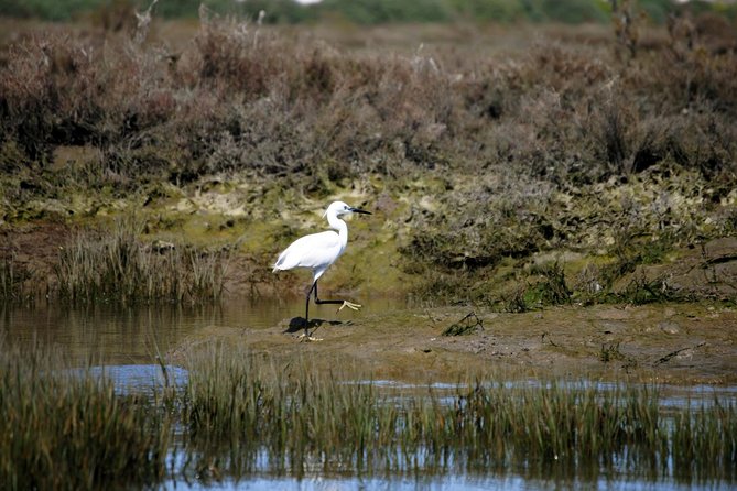 2-Hour Bird Watching Guided Boat Trip in Ria Formosa From Faro Algarve - Last Words