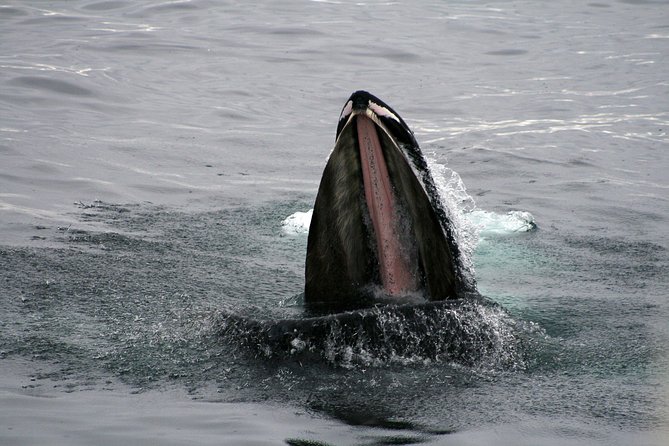 2-Hour RIB Boat Whale Watching Tour From Reykjavik - Additional Information