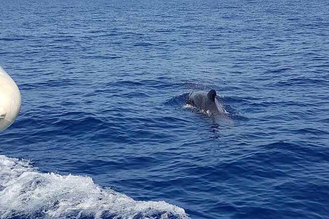 2 Hour Trip to See Whales Dolphins Puerto Colon Adeje - Common questions