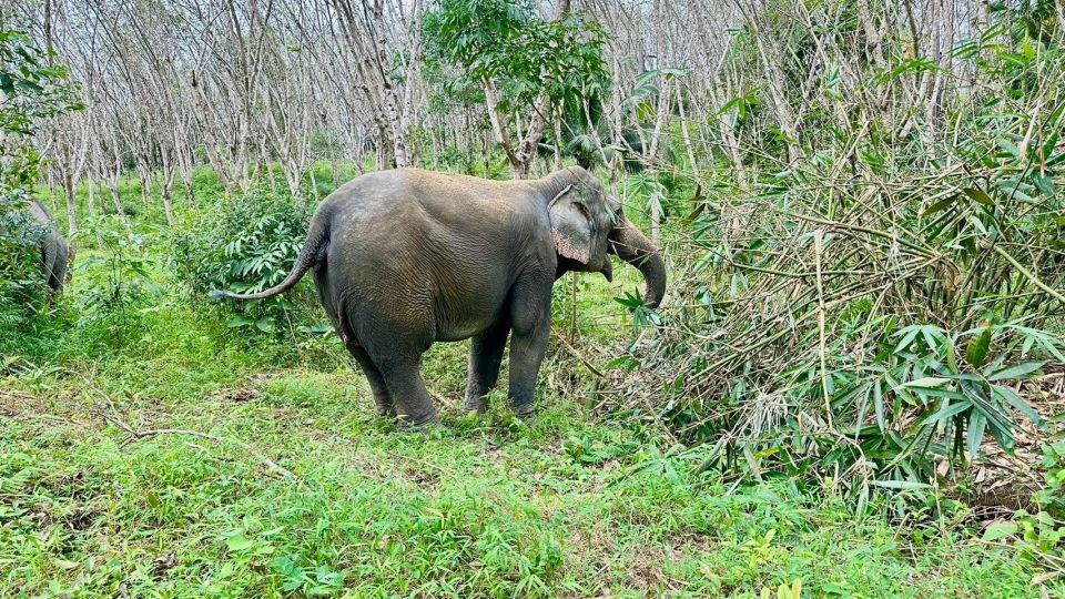 2 Hours-Early Bird Guide Tour in Khao Lak Elephant Sanctuary - Duration and Costs