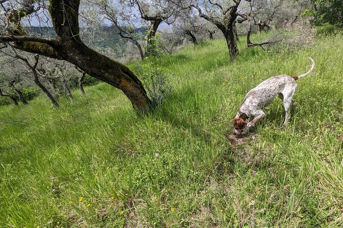 2 Hours Private Activity - Truffle Hunting in Assisi - Additional Details