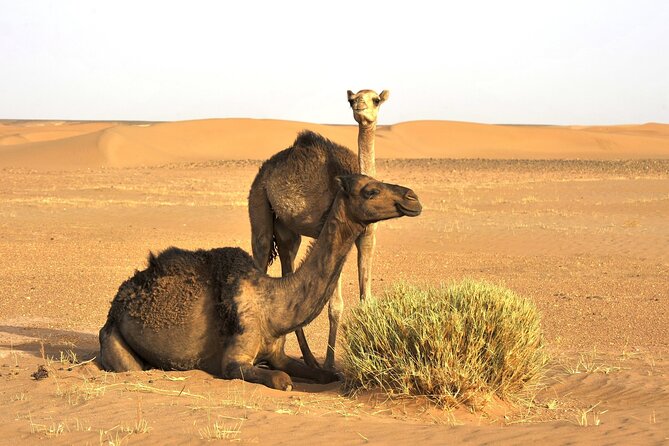 3-Days Private Sahara Desert Trek - Pricing and Additional Details