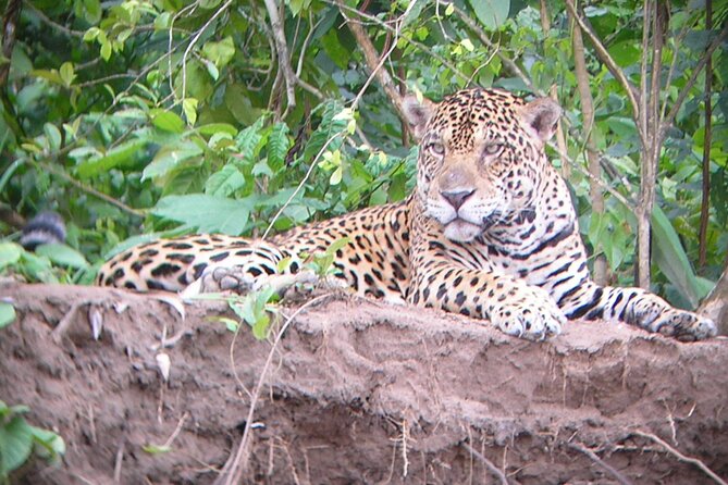 4-Day Private Tour to Manu National Park From Cusco - Common questions