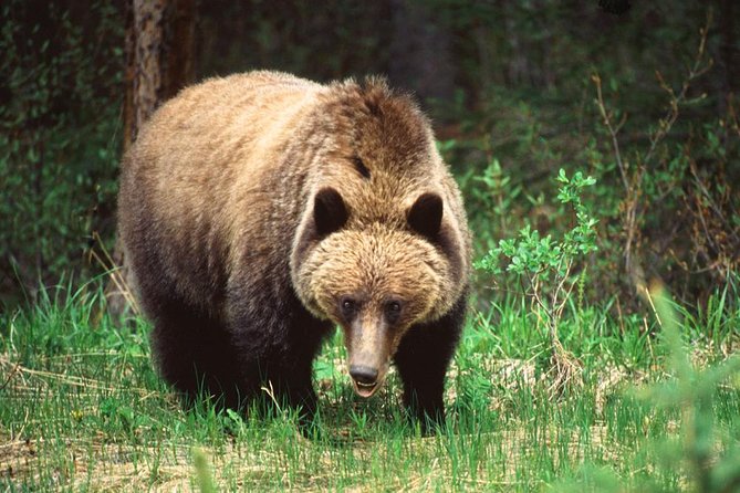 5.5-Hour Jasper Wildlife and Waterfalls Tour With Maligne Lake Cruise From Jasper - Last Words