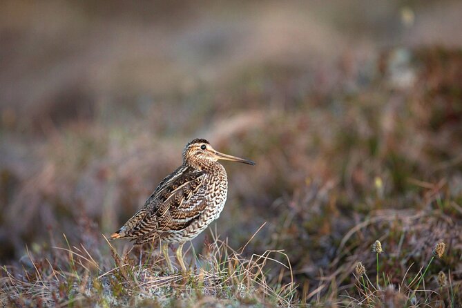 5-Hour Sweden Private Guided Evening Hike Spotting the Lek: the Great Snipe - Last Words