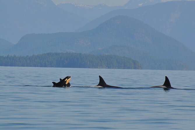 6 Hour Covered Boat Whale Watching Tour - Common questions