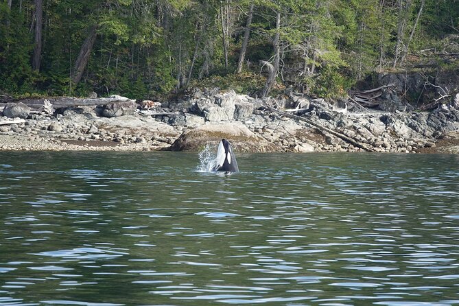 6 Hour Zodiac Whale Watching Tour - Common questions