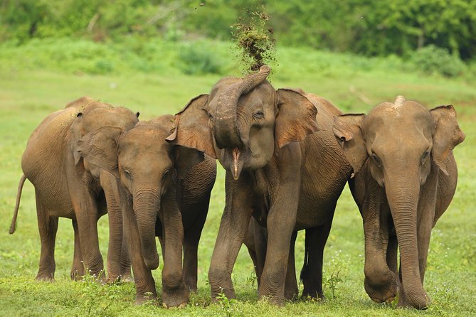 8 Day Private Tour Sri Lanka With Wildlife & Outdoor Experiences From Colombo - Customer Reviews