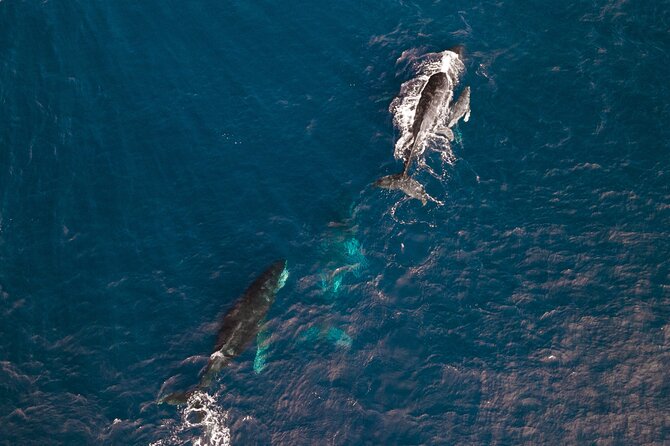 Abrolhos Islands Scenic Flyover - Common questions