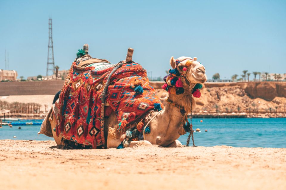 Agadir: Camel Ride With Tea - Tips for Booking and Enjoyment