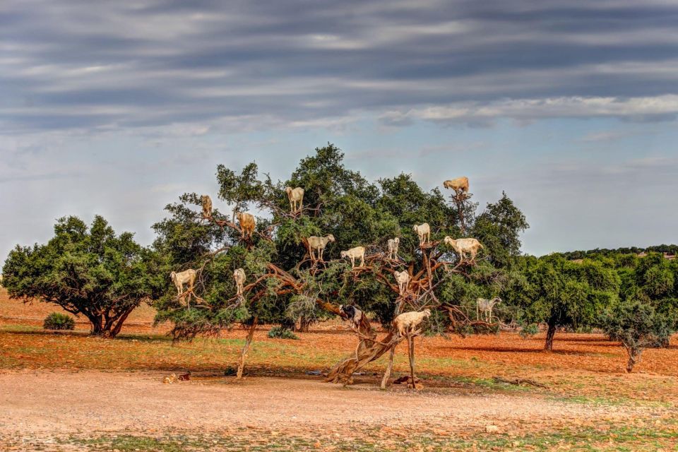 Agadir: Goat on Trees & Crocodile Park Including Hotelpickup - Tips