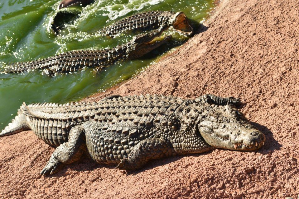 Agadir: Goat on Trees & Crocodile Park Including Hotelpickup - Common questions