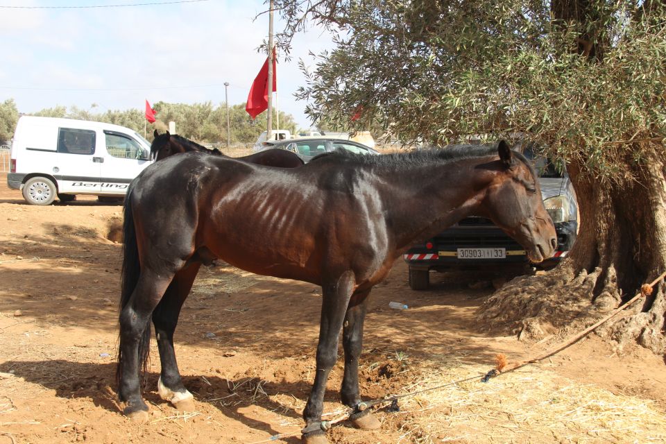 Agadir: Horse Ride Experience With Flamingos Watching - Last Words